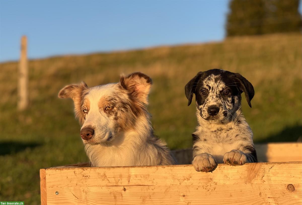 Bild 7: Australian Shepherd x Labrador Welpen vom Bauernhof