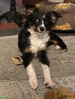 Toy Australian Shepherd Rüde, 6 Monate alt