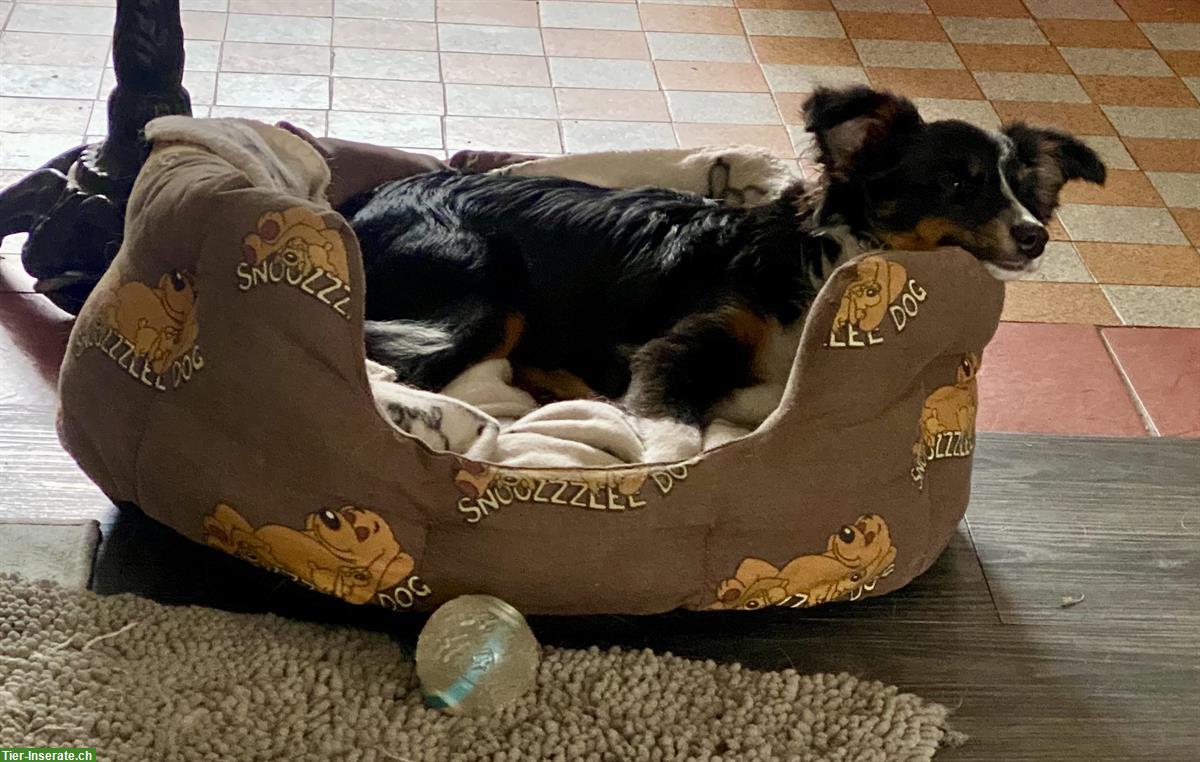 Bild 2: Toy Australian Shepherd Rüde, 6 Monate alt