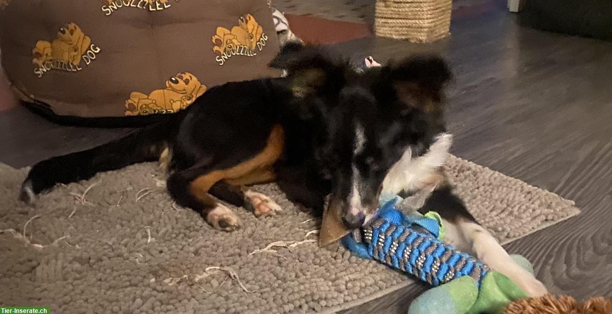 Bild 3: Toy Australian Shepherd Rüde, 6 Monate alt