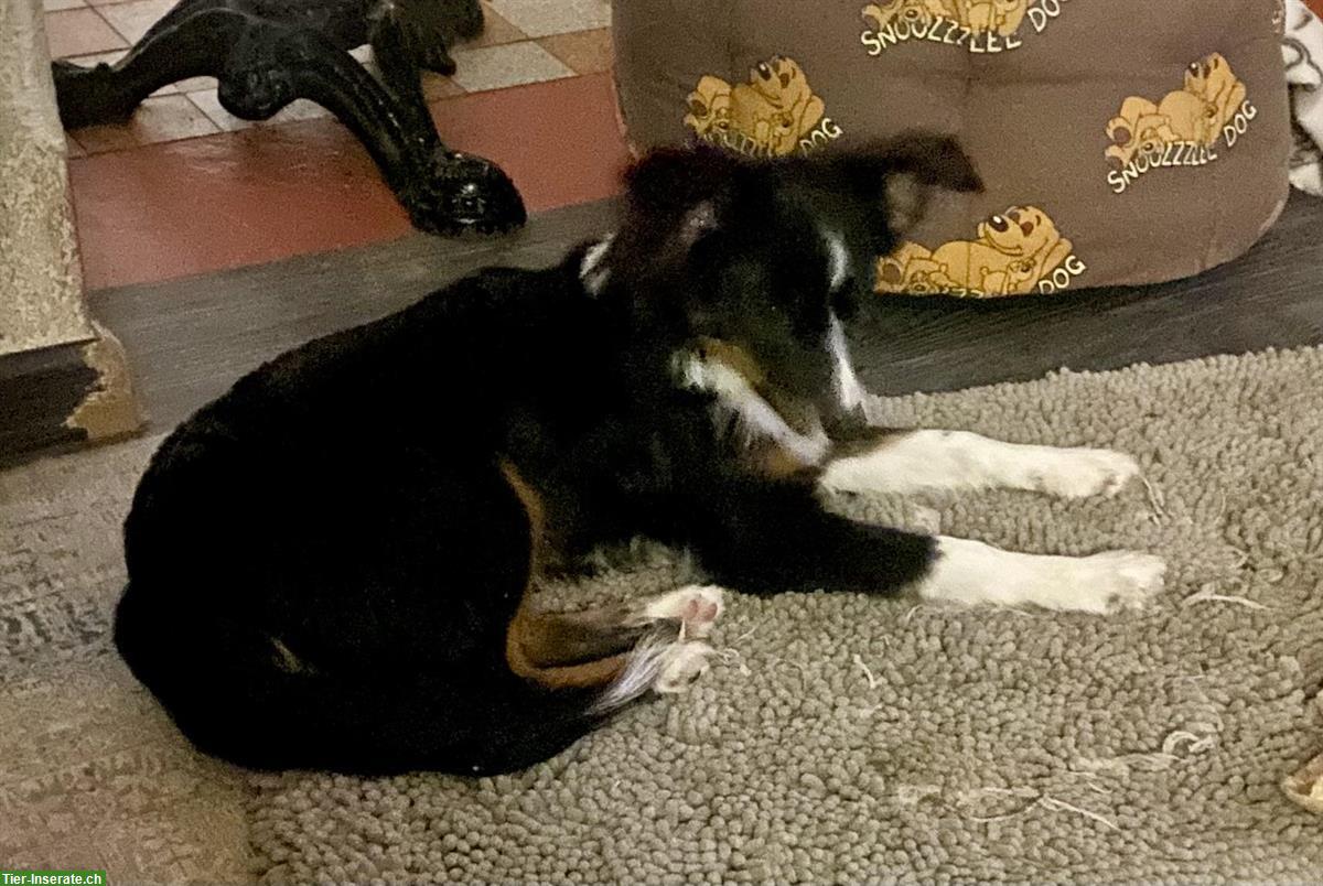 Bild 4: Toy Australian Shepherd Rüde, 6 Monate alt