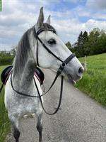 9-jährige Lipizzaner Stute mit top Charakter