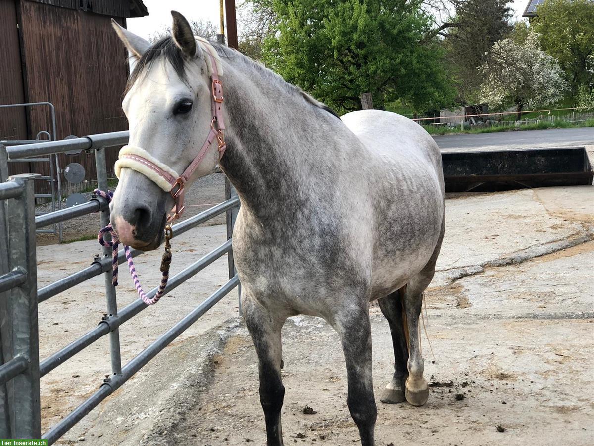 Bild 3: 9-jährige Lipizzaner Stute mit top Charakter