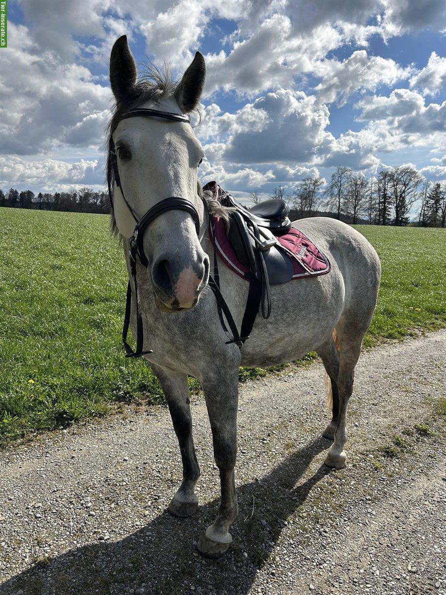 Bild 4: 9-jährige Lipizzaner Stute mit top Charakter