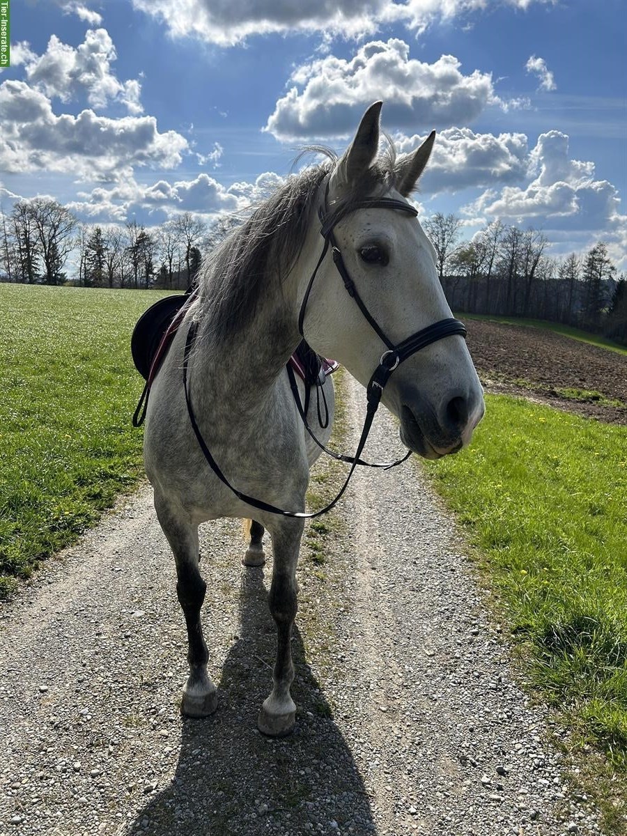 Bild 5: 9-jährige Lipizzaner Stute mit top Charakter