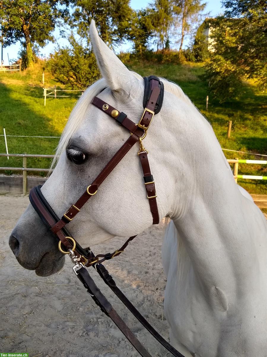 Schöner ZAUM aus BIOTHAN, komplett mit Vorgeschirr + Martingalgabel