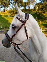 Schöner ZAUM aus BIOTHAN, komplett mit Vorgeschirr + Martingalgabel