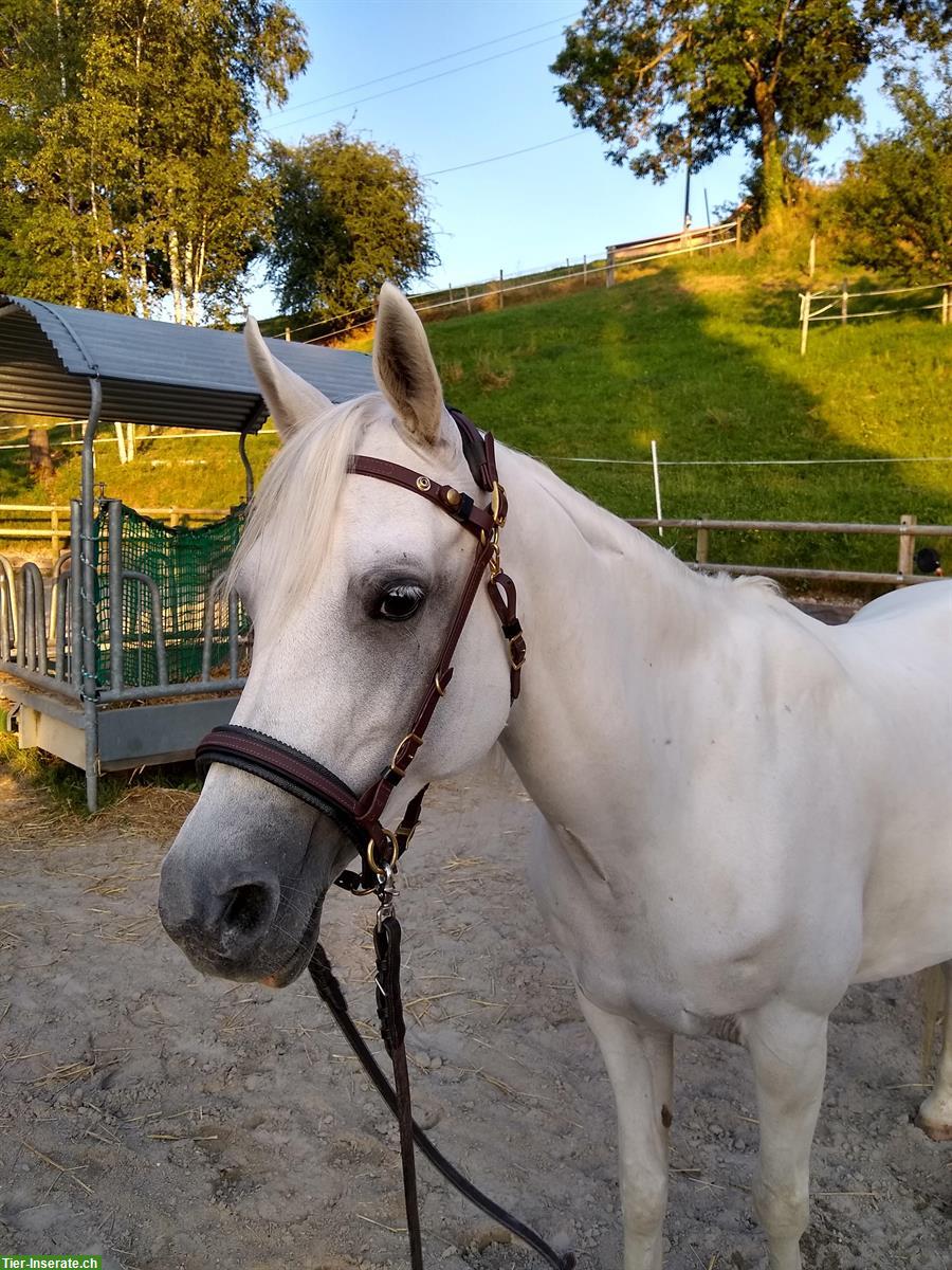 Bild 2: Schöner ZAUM aus BIOTHAN, komplett mit Vorgeschirr + Martingalgabel