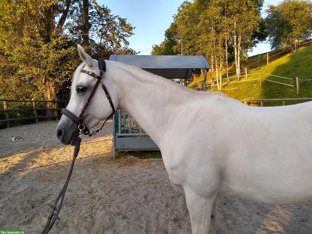 Bild 8: Schöner ZAUM aus BIOTHAN, komplett mit Vorgeschirr + Martingalgabel