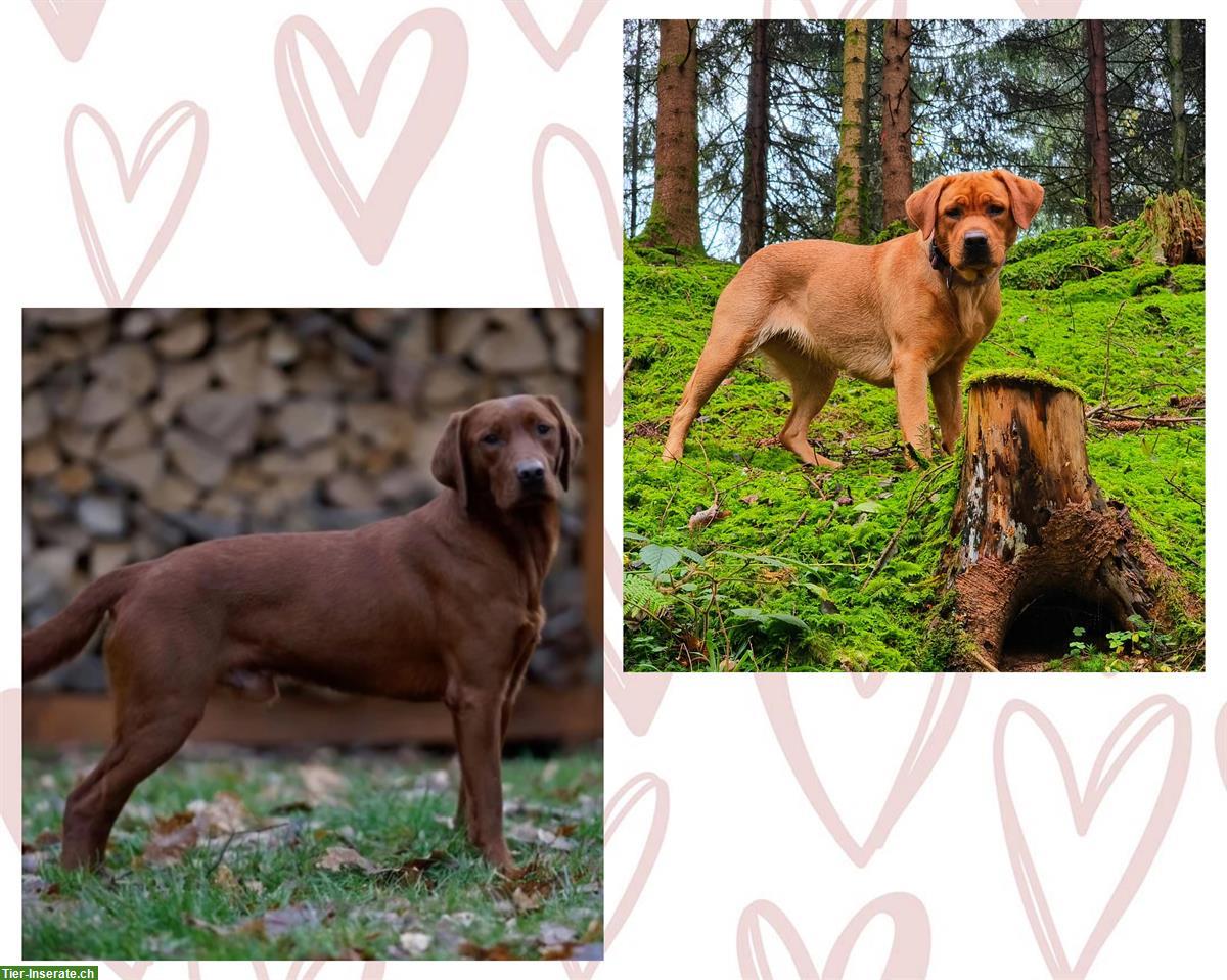 Wurfankündigung: Labrador Retriever Welpen