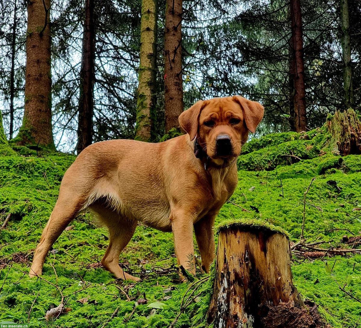 Bild 2: Wurfankündigung: Labrador Retriever Welpen