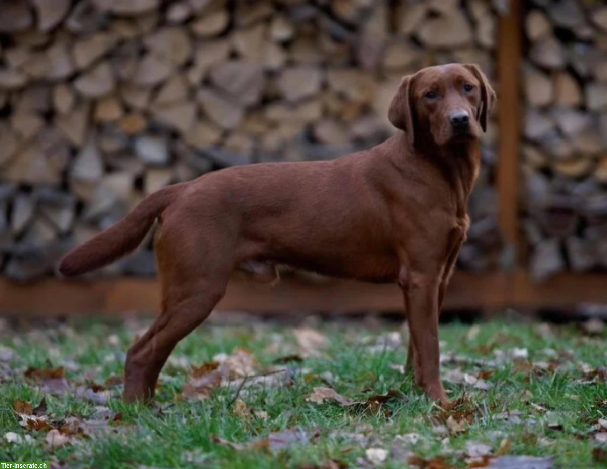 Bild 3: Wurfankündigung: Labrador Retriever Welpen