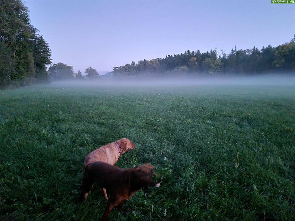 Bild 4: Wurfankündigung: Labrador Retriever Welpen
