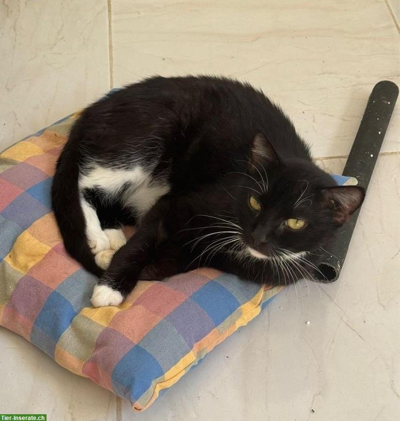 Katze aus Tunesien: sehr verschmust, für Zuhause mit Freigang