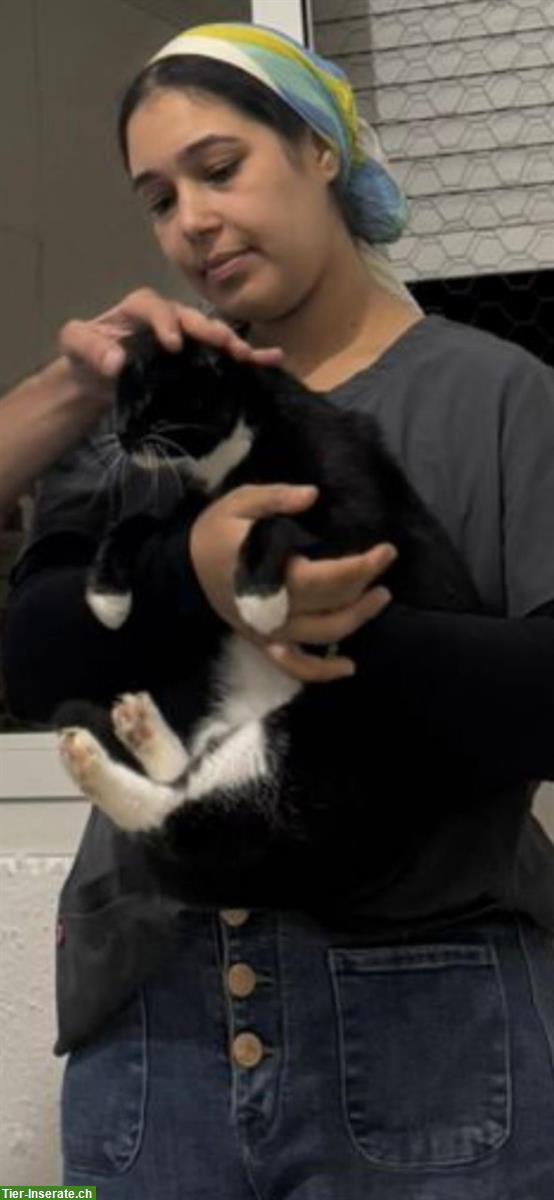 Bild 2: Katze aus Tunesien: sehr verschmust, für Zuhause mit Freigang