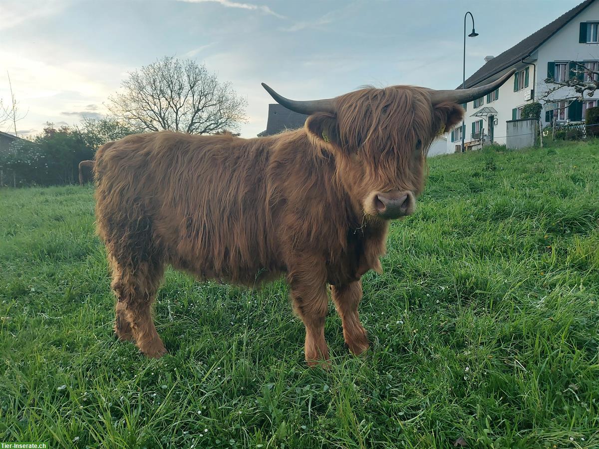 Hochlandrinder zu verkaufen, Red, Dun und Black