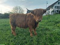 Hochlandrinder zu verkaufen, Red, Dun und Black