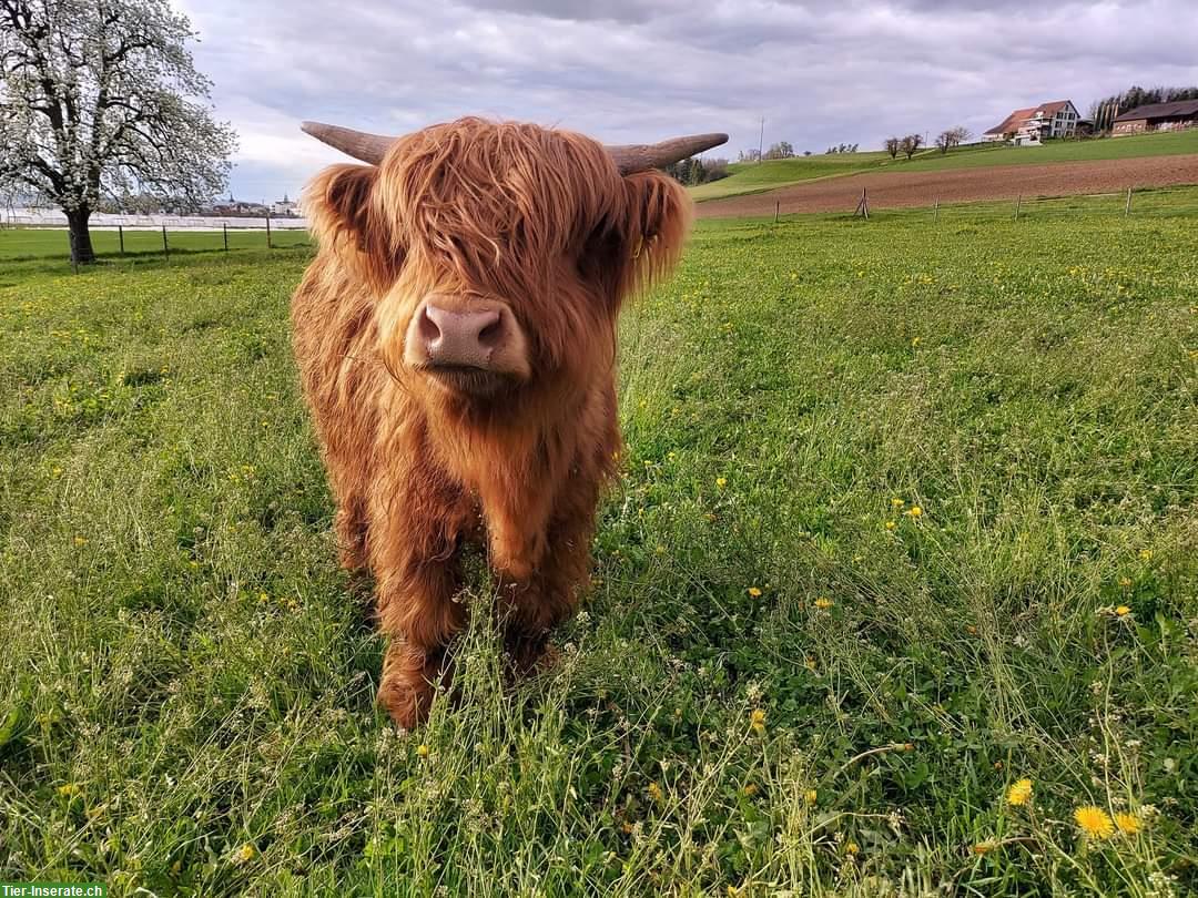 Bild 2: Hochlandrinder zu verkaufen, Red, Dun und Black