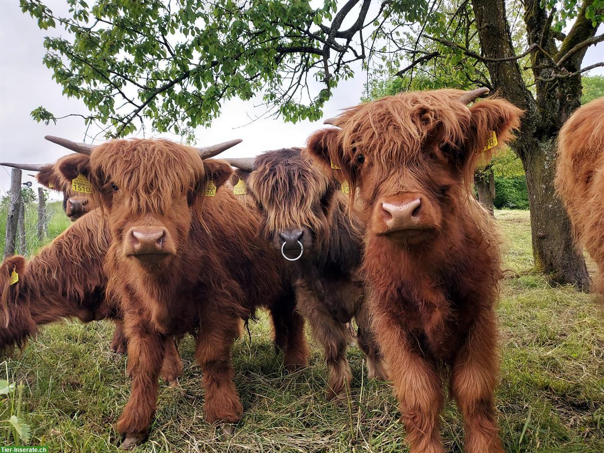 Bild 3: Hochlandrinder zu verkaufen, Red, Dun und Black