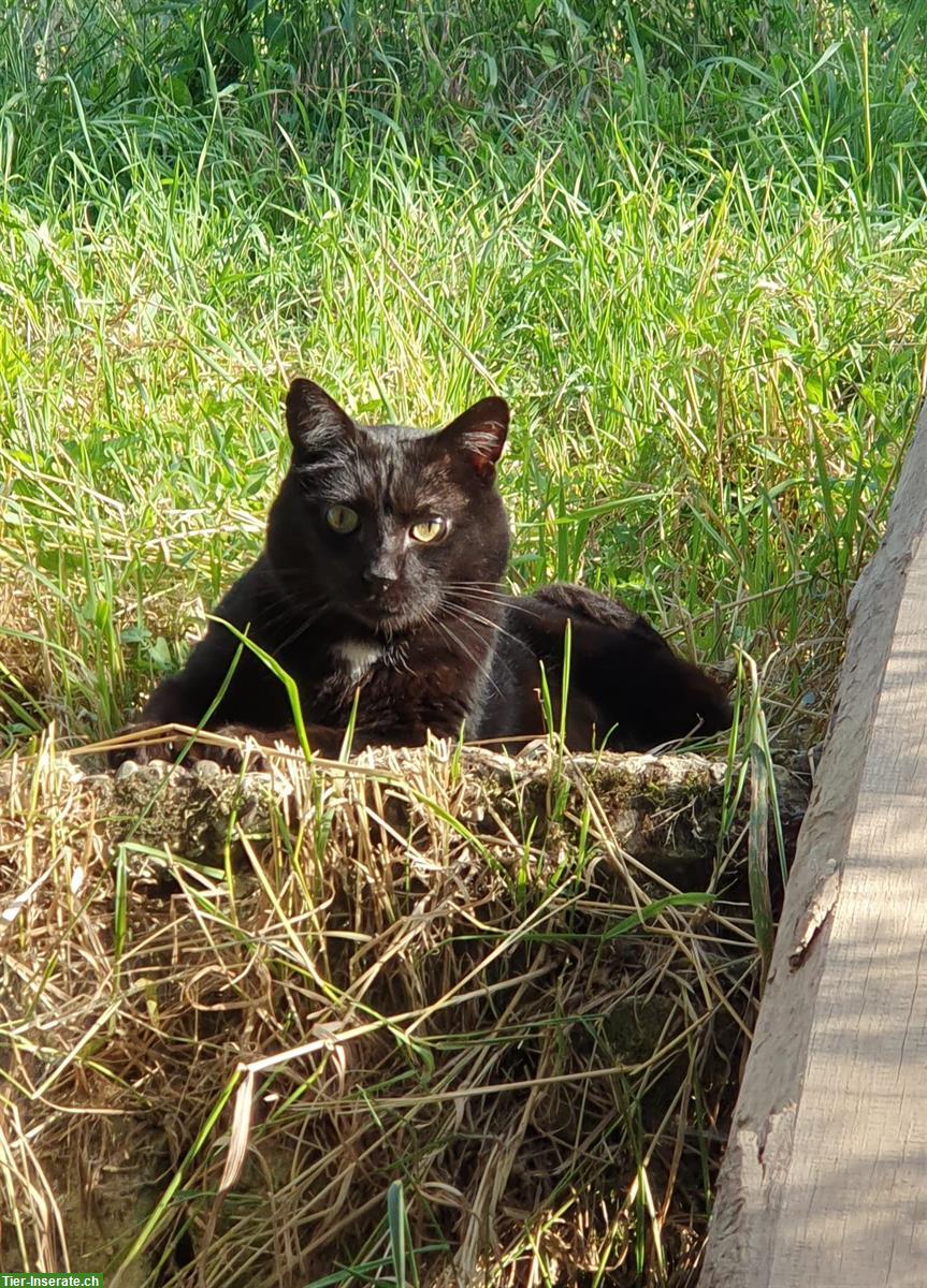 7-jähriger Kater Maurice mit grossem Herz