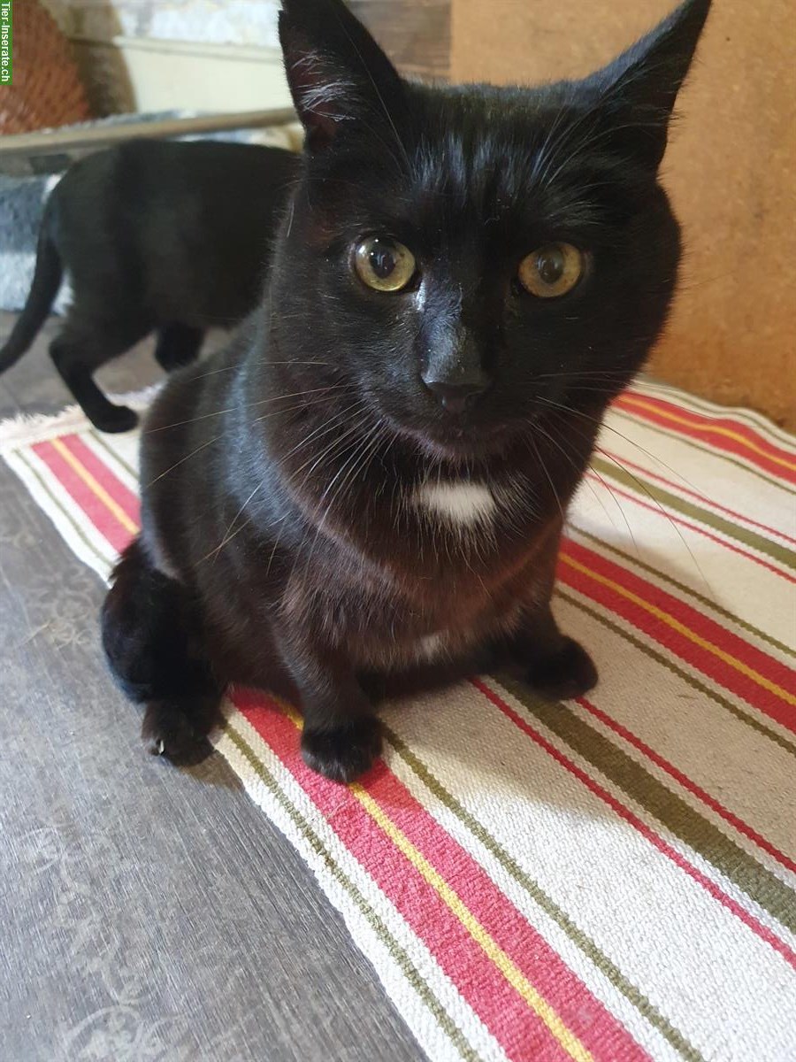 Bild 2: 7-jähriger Kater Maurice mit grossem Herz