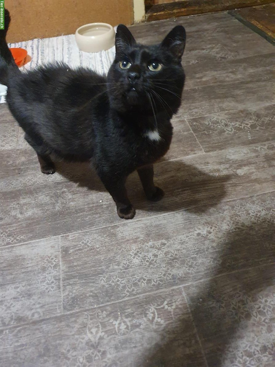 Bild 3: 7-jähriger Kater Maurice mit grossem Herz