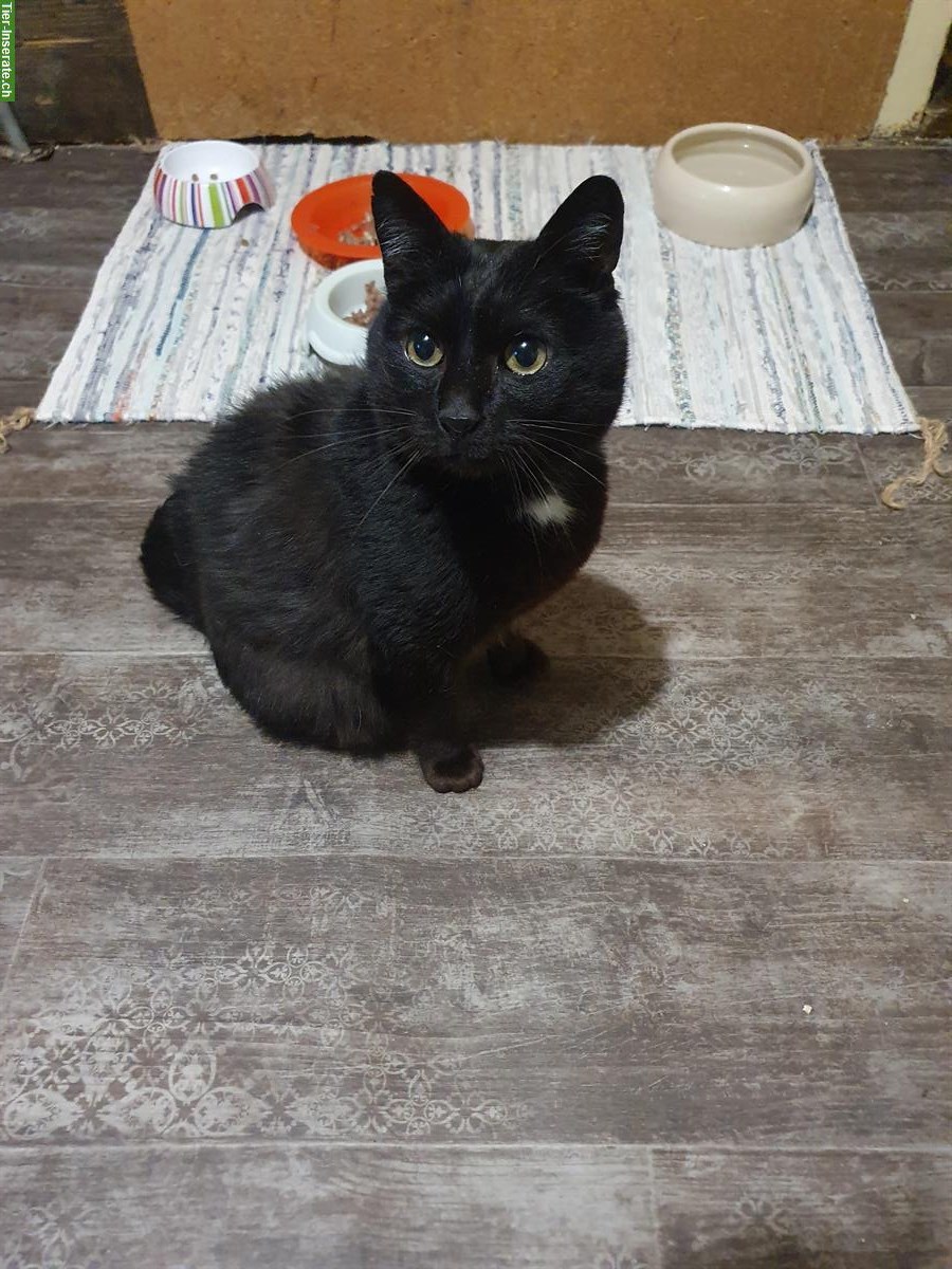 Bild 4: 7-jähriger Kater Maurice mit grossem Herz