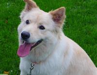 Hündin Laika - nicht einfach nur ein Hund - ein Charakter