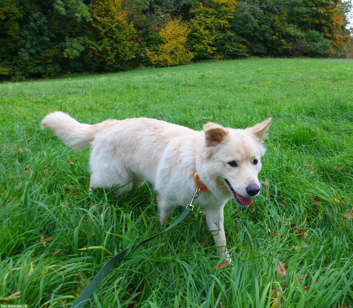 Bild 2: Hündin Laika - nicht einfach nur ein Hund - ein Charakter