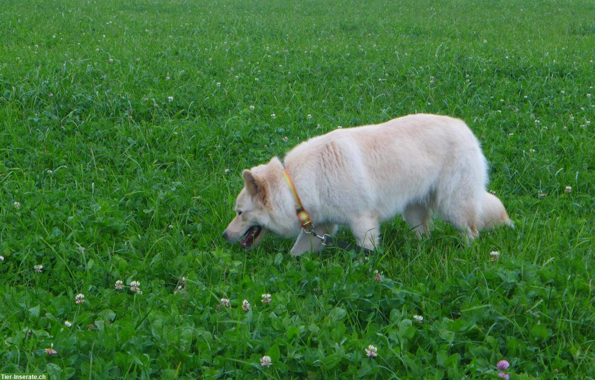 Bild 3: Hündin Laika - nicht einfach nur ein Hund - ein Charakter