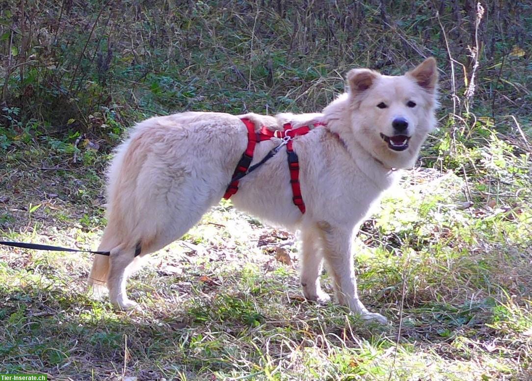 Bild 4: Hündin Laika - nicht einfach nur ein Hund - ein Charakter