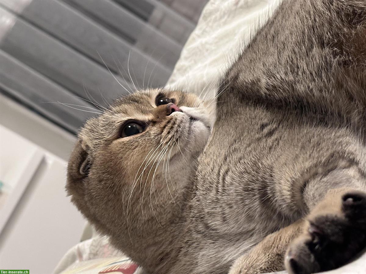 Britisch Kurzhaar Zuchtkatze (Weibchen) gesucht