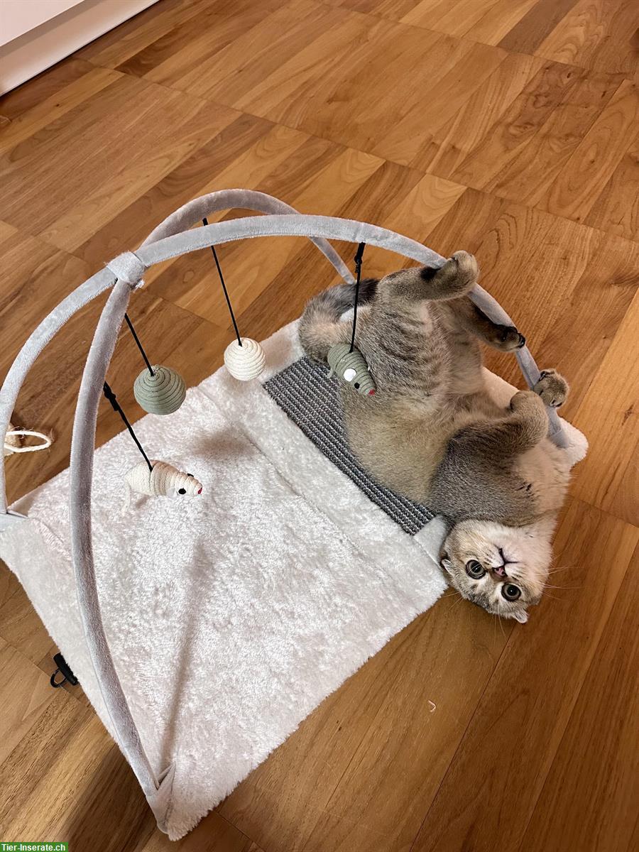 Bild 2: Britisch Kurzhaar Zuchtkatze (Weibchen) gesucht