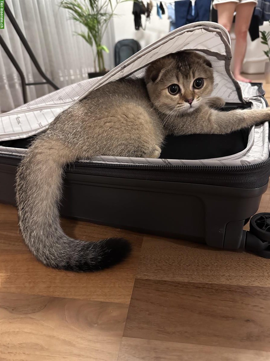 Bild 3: Britisch Kurzhaar Zuchtkatze (Weibchen) gesucht