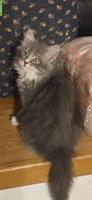 Ragdoll Kitten suchen Ihre Familie