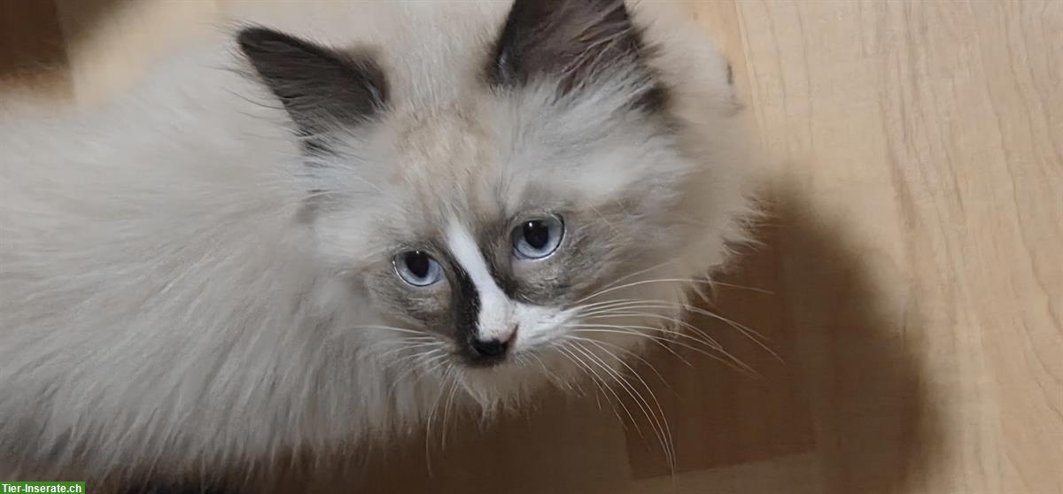 Bild 2: Ragdoll Kitten suchen Ihre Familie