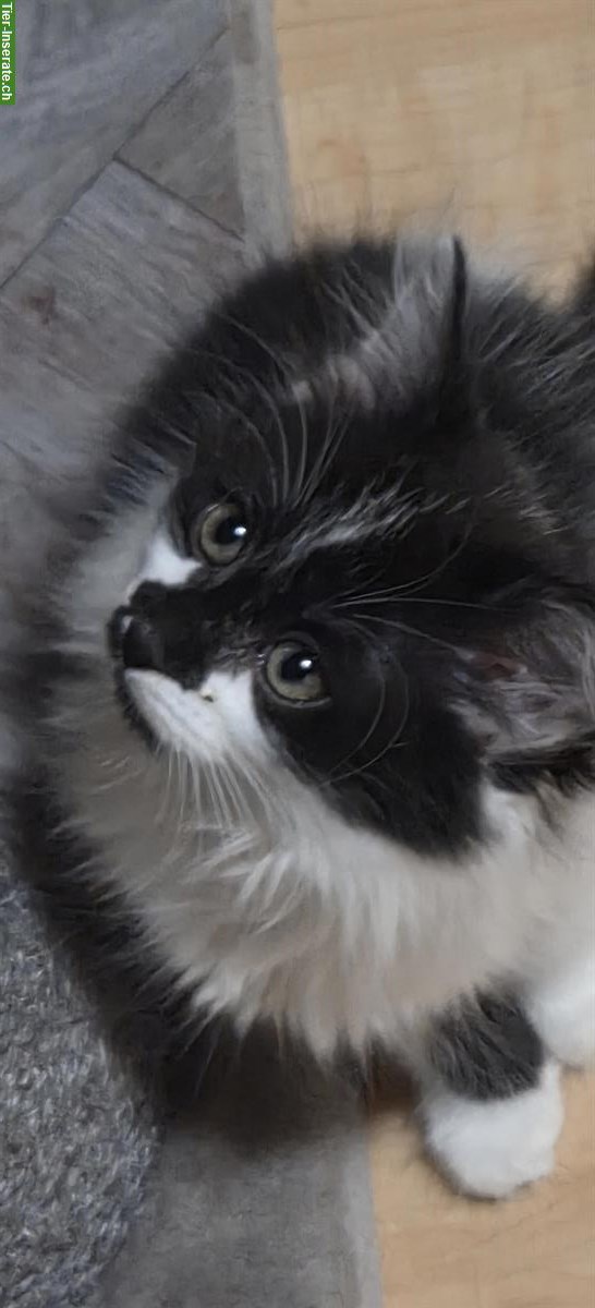 Bild 5: Ragdoll Kitten suchen Ihre Familie