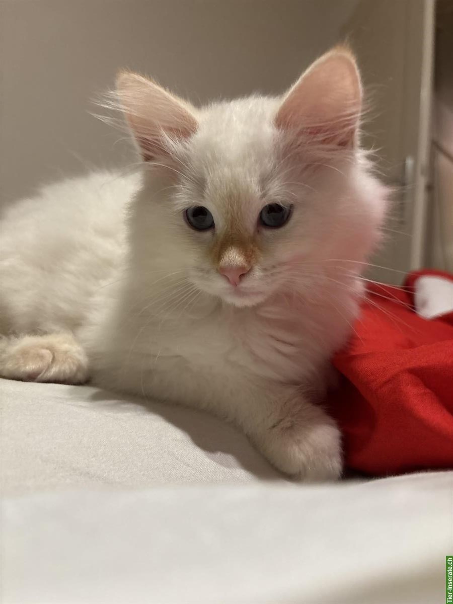 Reinrassige Kitten, Neva Masquerade, Sibirische Katze