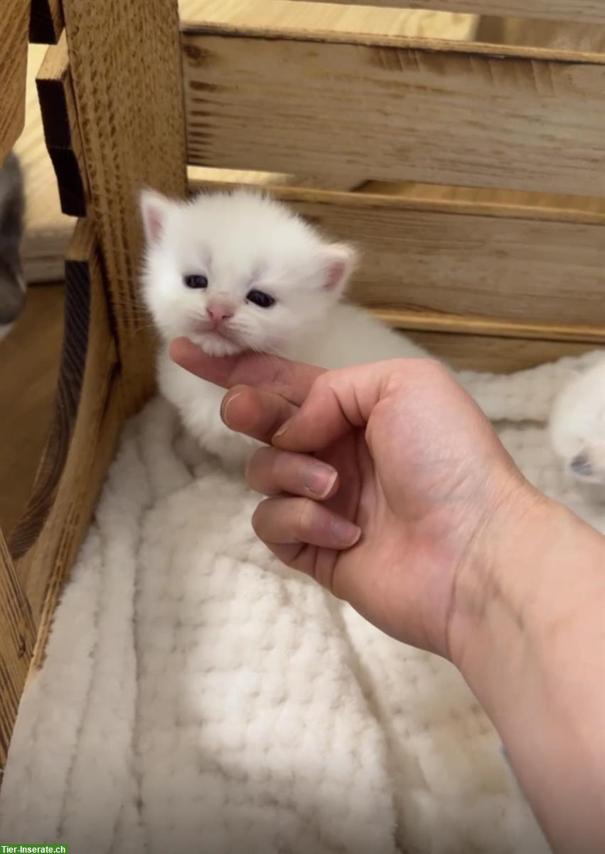 Bild 2: Reinrassige Kitten, Neva Masquerade, Sibirische Katze