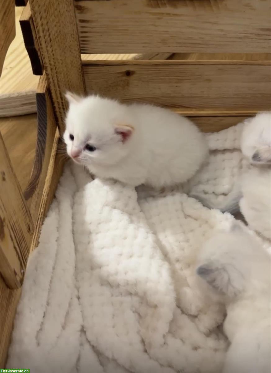 Bild 3: Reinrassige Kitten, Neva Masquerade, Sibirische Katze