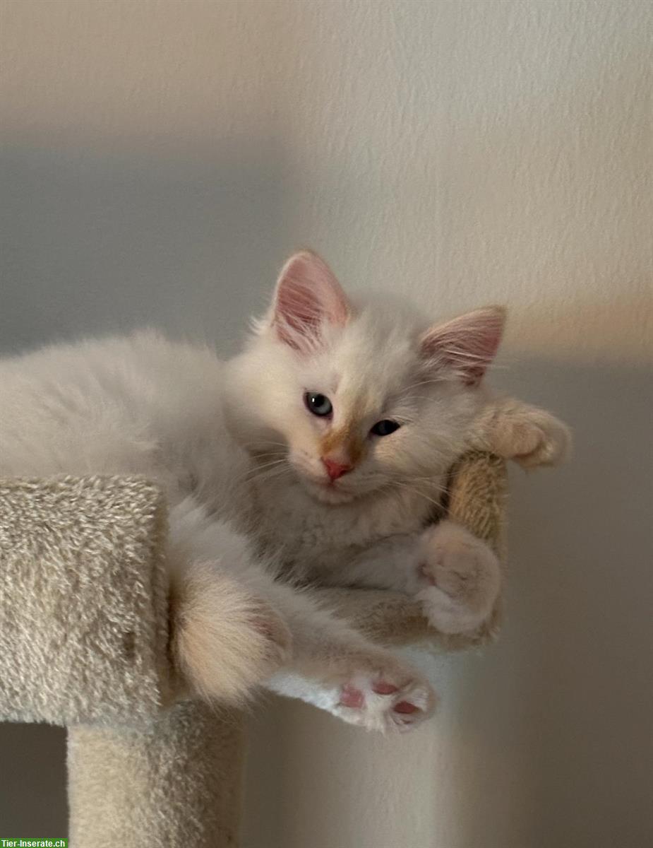 Bild 4: Reinrassige Kitten, Neva Masquerade, Sibirische Katze