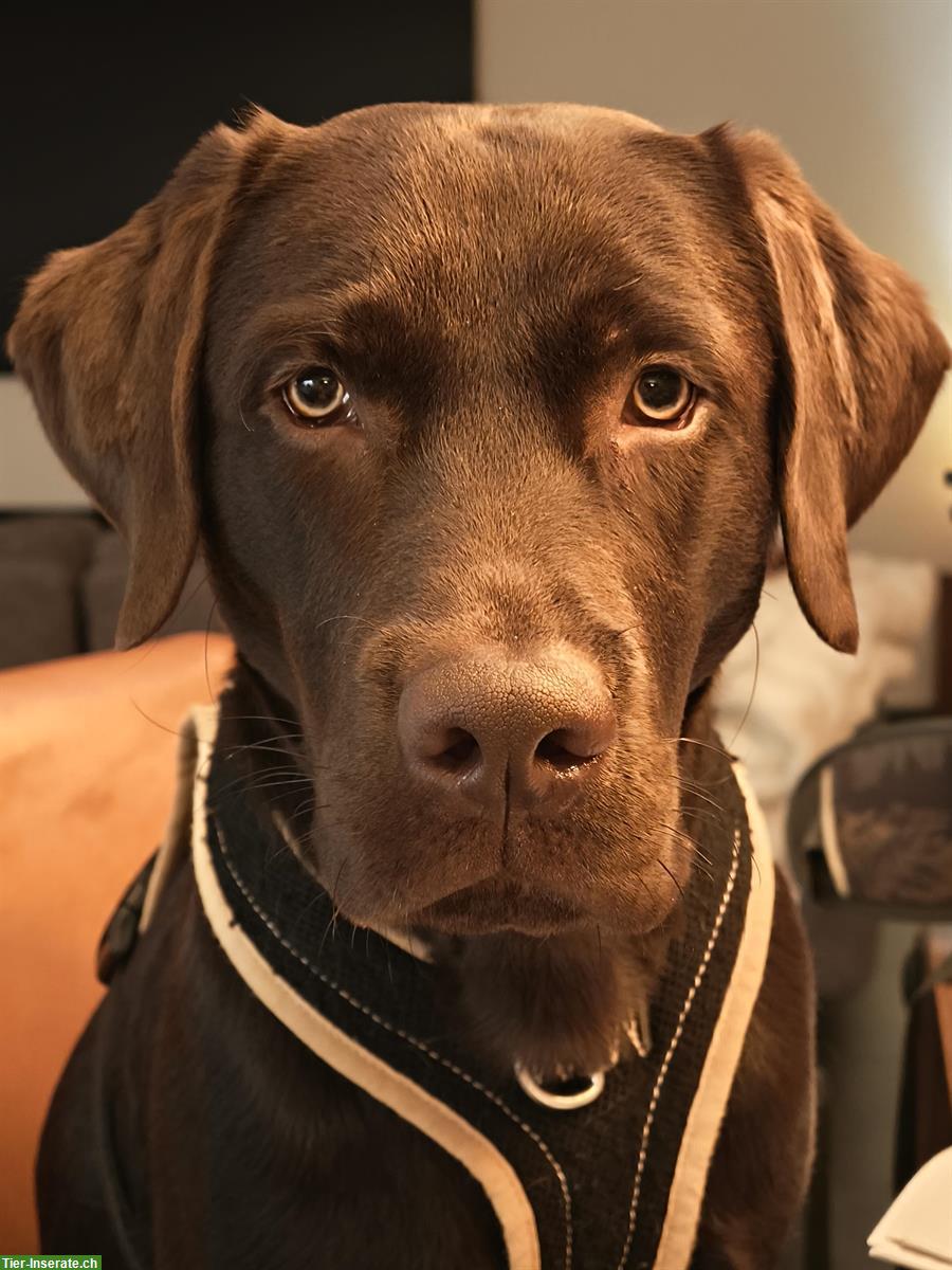 Labrador Deckrüde in Chocolate (kein Verkauf), Römerswil LU