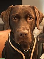 Labrador Deckrüde in Chocolate (kein Verkauf), Römerswil LU