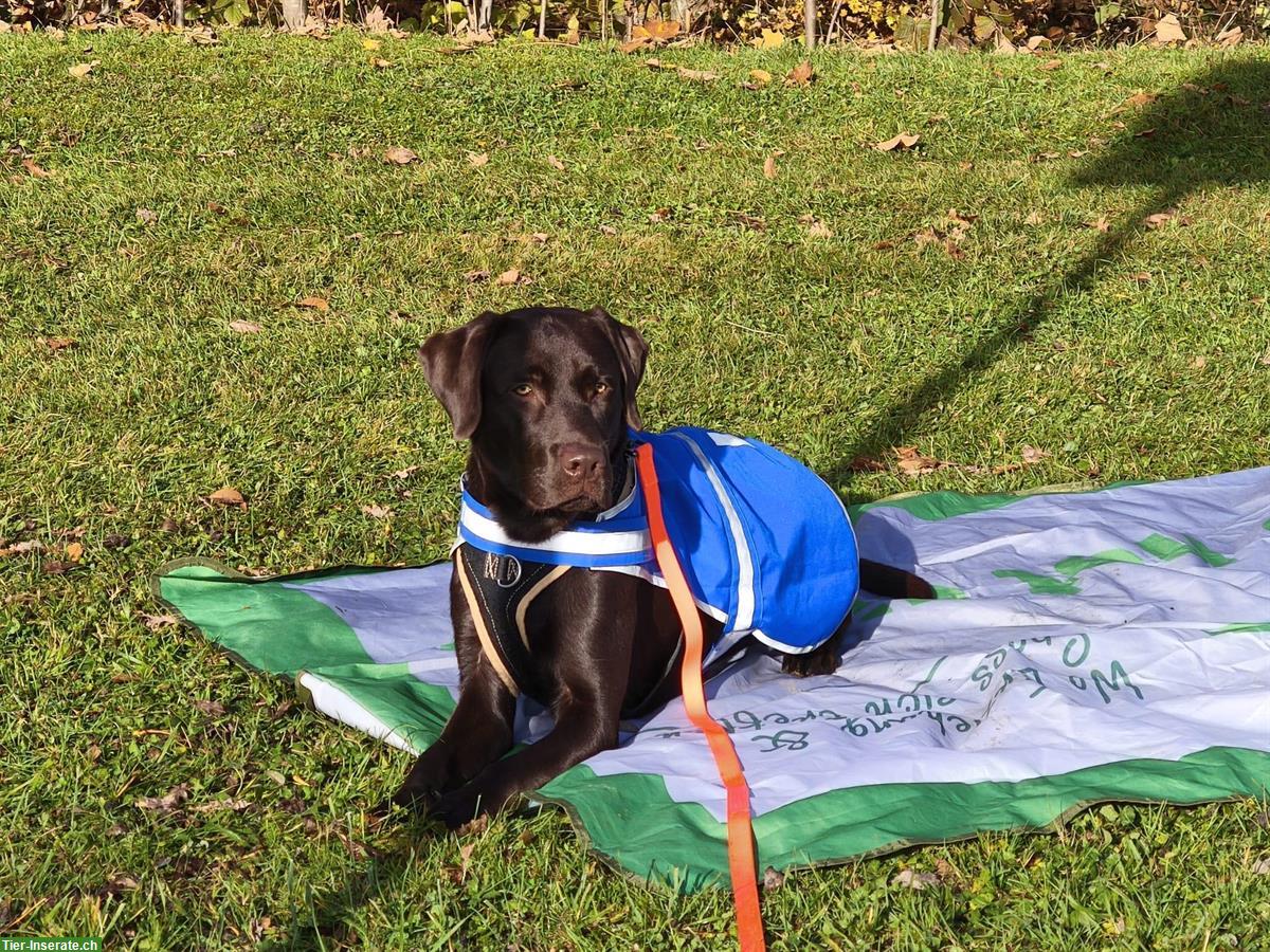 Bild 4: Labrador Deckrüde in Chocolate (kein Verkauf), Römerswil LU