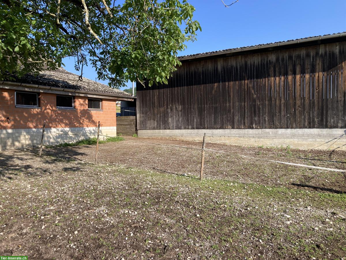 Pferdebox für Kleinpferd, grosser Auslauf, Stadtrand von Bern