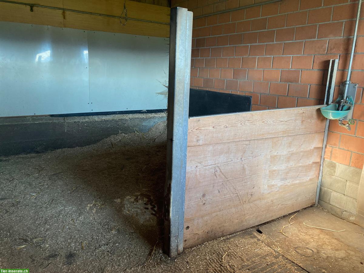 Bild 2: Pferdebox für Kleinpferd, grosser Auslauf, Stadtrand von Bern