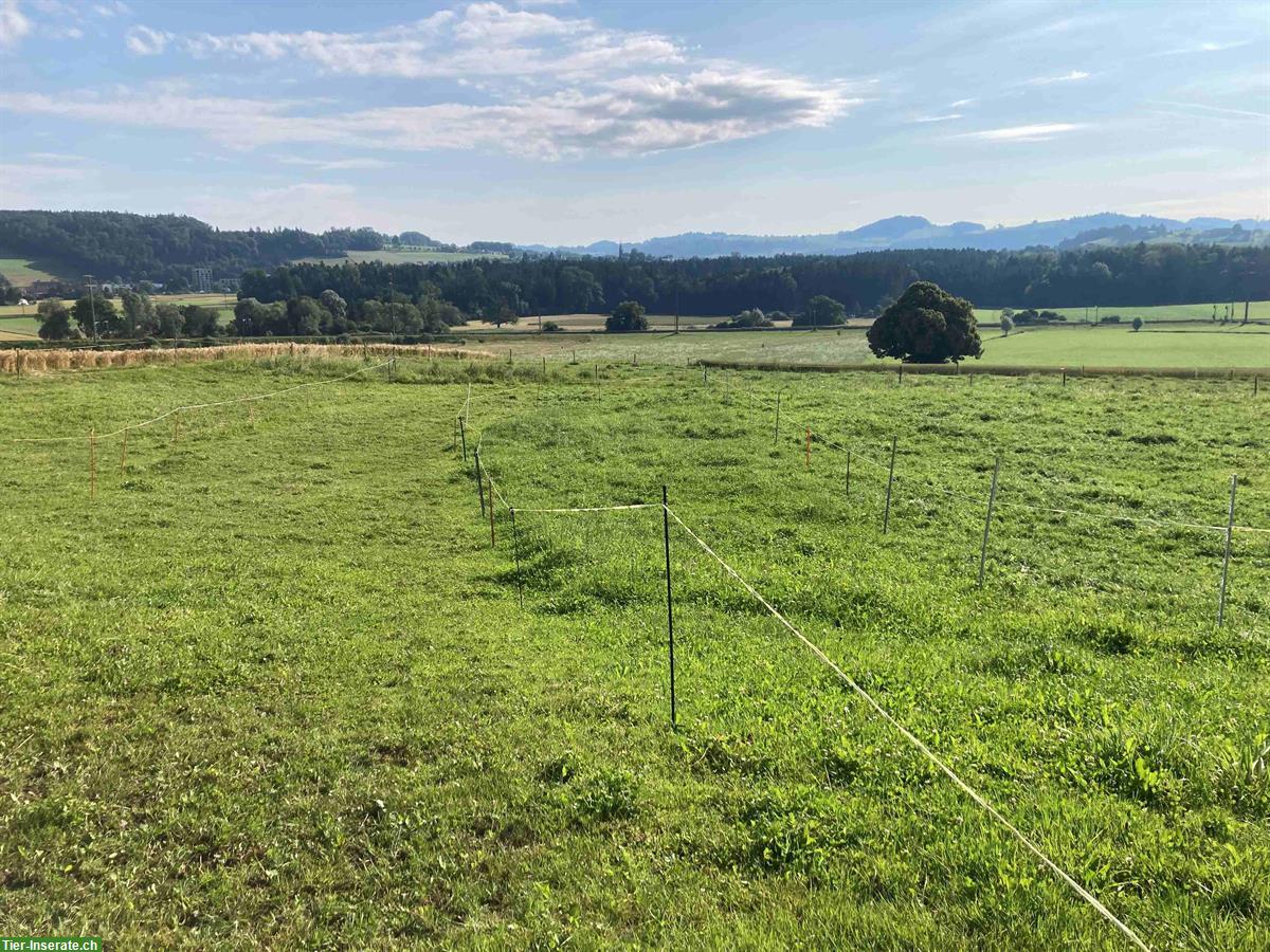 Bild 4: Pferdebox für Kleinpferd, grosser Auslauf, Stadtrand von Bern
