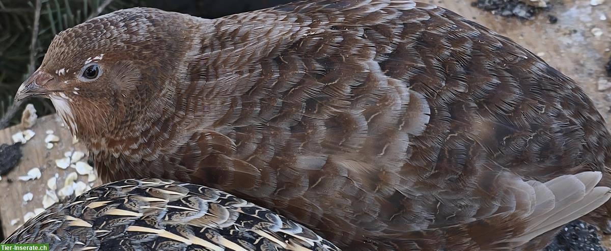 Junger Celadon Wachtelhahn, braun