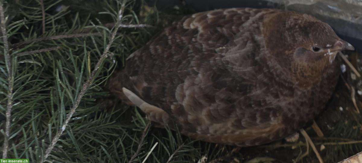 Bild 2: Junger Celadon Wachtelhahn, braun