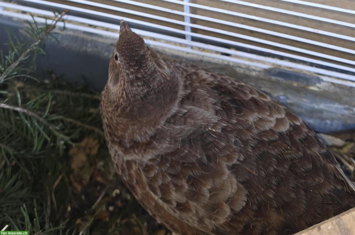 Bild 3: Junger Celadon Wachtelhahn, braun
